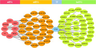 Construction of Severe Eosinophilic Asthma Related Competing Endogenous RNA Network by Weighted Gene Co-Expression Network Analysis